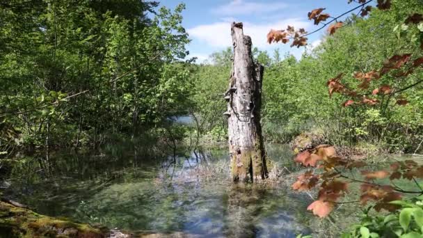 Naturliga Underverk Plitvicesjöarna Kroatien — Stockvideo