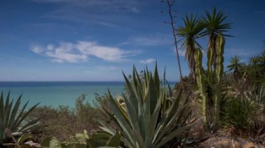 Palmiye ağaçları ve mavi gökyüzü olan güzel tropikal sahil manzarası