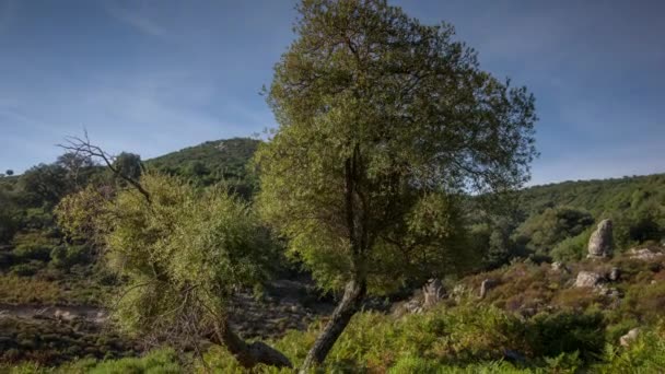 Timelapse Vacker Ensamstående Träd Dal Sardinien — Stockvideo