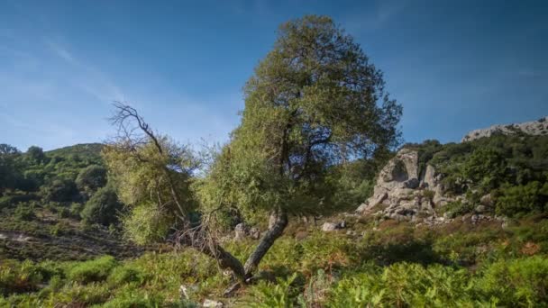 Timelapse Vacker Ensamstående Träd Dal Sardinien — Stockvideo