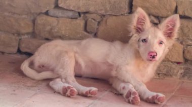 kenar kömür ocağı köpek yavrusu bir sıcak yaz akşamı rahatlatır