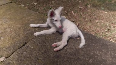 kenar kömür ocağı bir sıcak yaz akşamı rahatlatıcı köpek yavrusu