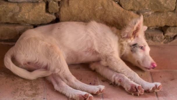 Border Collie Szczeniak Pies Rozluźnia Gorące Letnie Popołudnie — Wideo stockowe