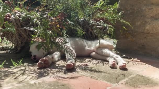 Border Ποιμενικού Σκύλου Κουτάβι Σκυλί Χαλαρώνει Ένα Ζεστό Απόγευμα Του — Αρχείο Βίντεο