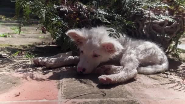 Border Ποιμενικού Σκύλου Κουτάβι Σκυλί Χαλαρώνει Ένα Ζεστό Απόγευμα Του — Αρχείο Βίντεο