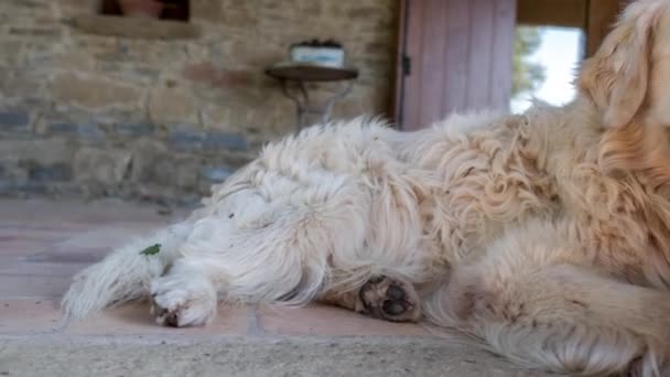 Eski Bir Golden Retriever Köpek Bir Sıcak Yaz Akşamı Rahatlatır — Stok video