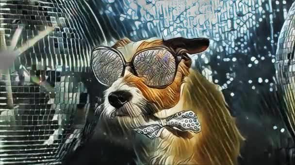 Lindo Gato Russell Perro Con Cristal Cubierto Gafas Sol Una — Vídeos de Stock