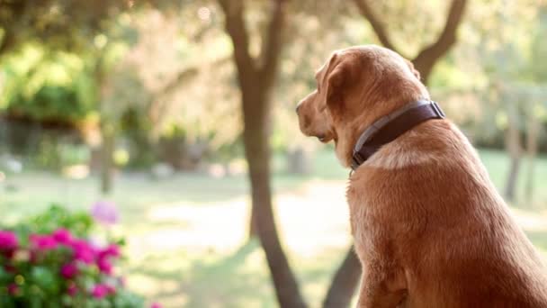 Cão Labrador Relaxa Uma Tarde Quente Verões — Vídeo de Stock