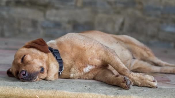 Σκυλί Λαμπραντόρ Χαλαρώνει Ένα Απόγευμα Ζεστά Καλοκαίρια — Αρχείο Βίντεο