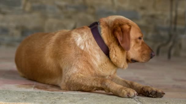 Cão Labrador Relaxa Uma Tarde Quente Verões — Vídeo de Stock