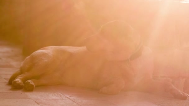 Cão Labrador Relaxa Uma Tarde Quente Verões — Vídeo de Stock