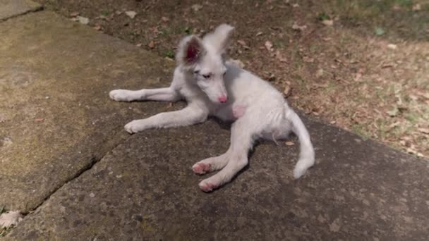Kenar Kömür Ocağı Bir Sıcak Yaz Akşamı Rahatlatıcı Köpek Yavrusu — Stok video