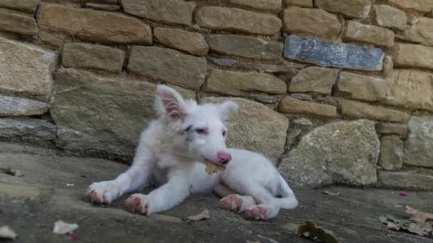 边境牧羊犬小狗放松在一个炎热的夏日午后 — 图库视频影像