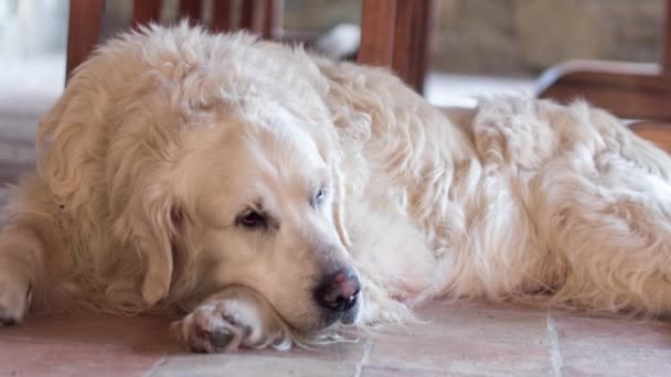 Gammal Golden Retriever Hund Slappnar Varm Sommareftermiddag — Stockvideo