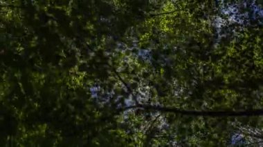 Bulanık yeşil ve beyaz bokeh ile soyut arkaplan