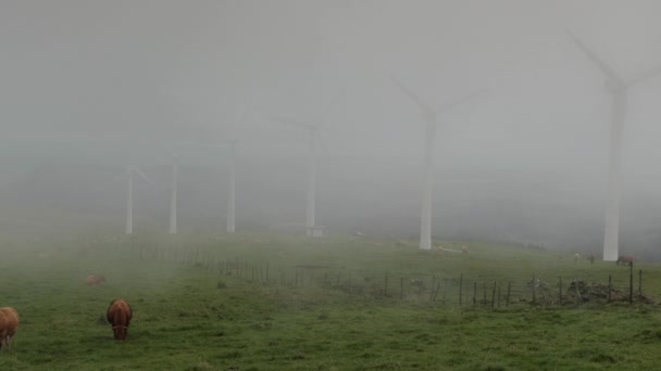 View Wind Turbines Mist Cows Field — Stock Video