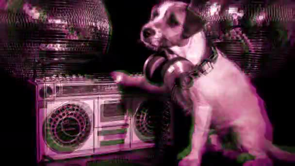 犬ディスコ動物楽しい — ストック動画