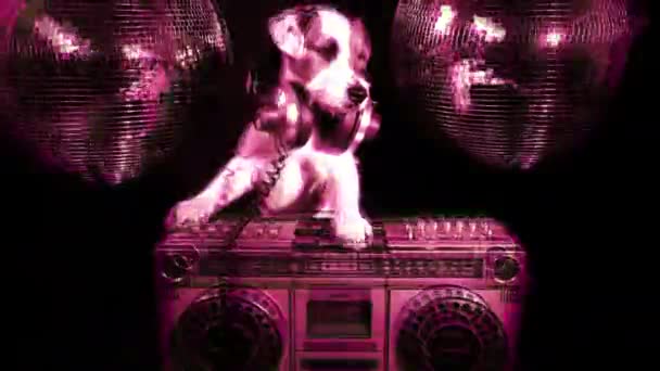 Köpek disko hayvan eğlence — Stok video