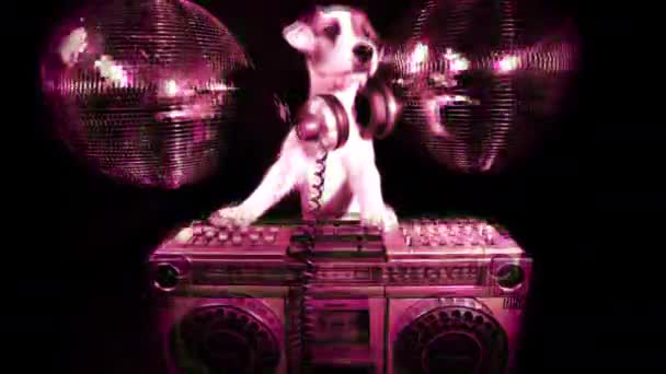 Dog disco animal fun — Stock Video