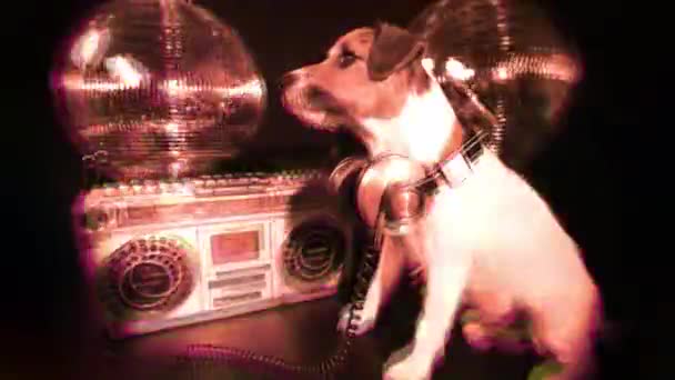 Perro disco animal diversión — Vídeo de stock