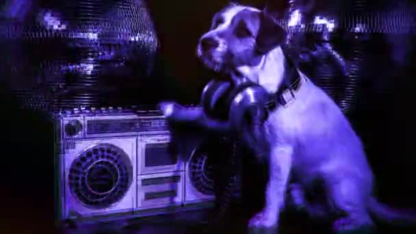 Собака диско тварина весело — стокове відео