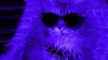 Renkli ışıklar ile güneş gözlüğü kedi yakın