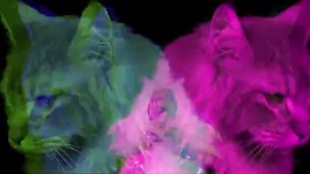 用五颜六色的灯光特写猫的肖像 — 图库视频影像