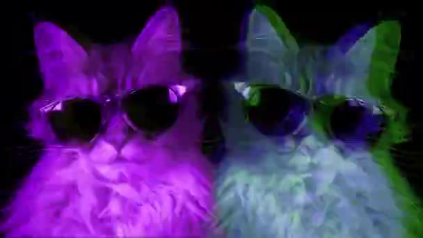 Close Cat Sunglasses Colorful Lights — Stock Video