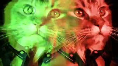 Renkli ışıklarla kedi portresini kapatın