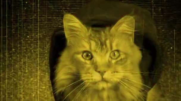 カラフルなライトで猫のクローズアップポートレート — ストック動画
