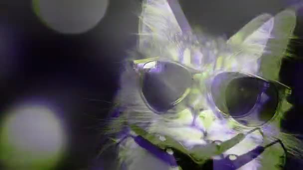 Κοντινό Κομμάτι Της Γάτας Γυαλιά Ηλίου Πολύχρωμα Φώτα — Αρχείο Βίντεο