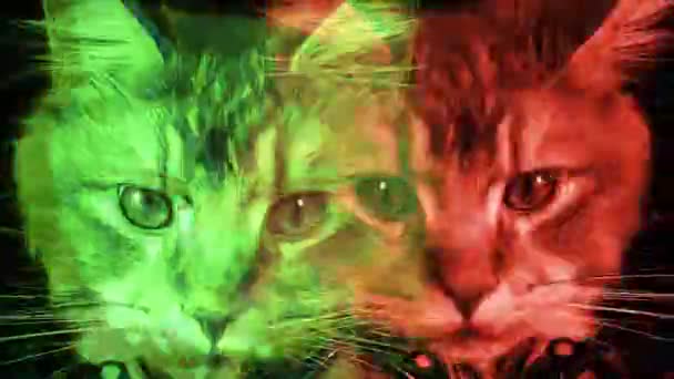 Close Portrait Cat Colorful Lights — Stock Video