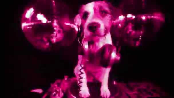 Cão disco animal diversão — Vídeo de Stock