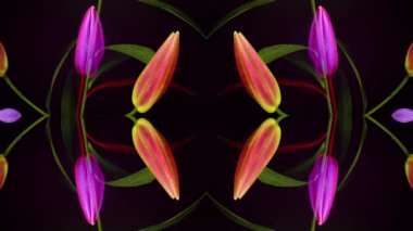 Zambak çiçek çiçeklenme Timelapse