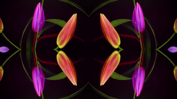 咲くユリの花のタイムラプス — ストック動画