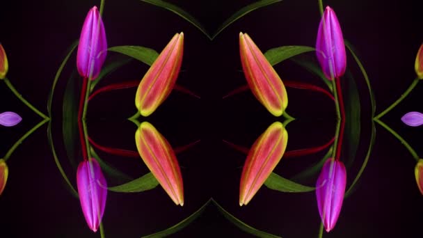 Timelapse Blommande Lily Blommor — Stockvideo