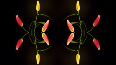 Zambak çiçek çiçeklenme Timelapse