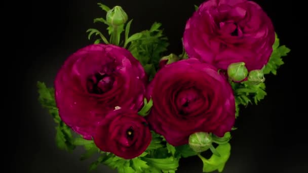 Vidéo bouclable de fleurs violettes fleurissant sur fond noir — Video