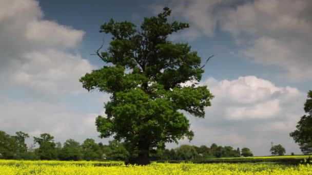 Δέντρο στο πεδίο με σύννεφα που κινούνται στον ουρανό — Αρχείο Βίντεο