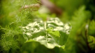 Taze yeşil sebze yaprakları toplayan kişi.