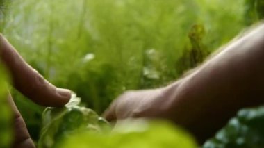 Taze yeşil sebze yaprakları toplayan kişi.