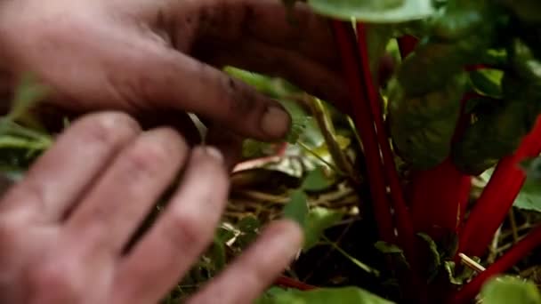 Persona recogiendo hojas de verduras verdes frescas — Vídeo de stock