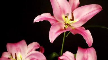 Zambak çiçeklerinin açılıp kapandığı döngüsel video