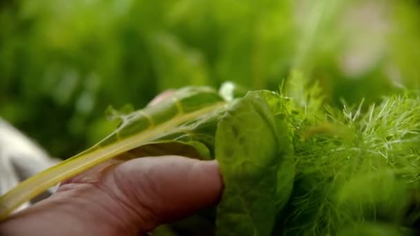 Persoon die verse groene groentebladeren oppikt — Stockvideo