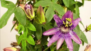 Passiflora çiçeklerinin açıldığı zaman dilimi videosu