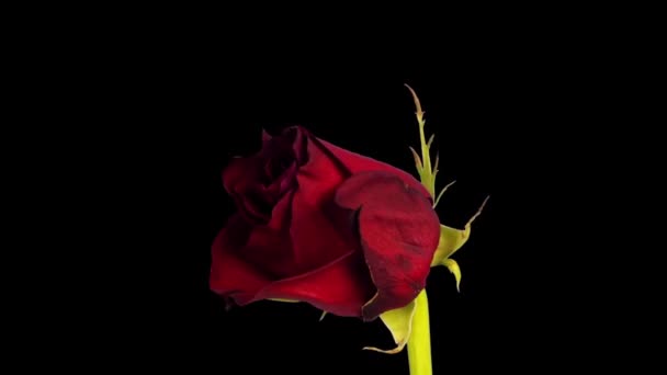 Timelapse videó a rózsa megnyitásáról — Stock videók
