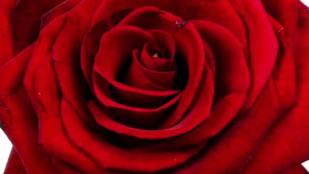 Видеозапись открытия розы — стоковое видео