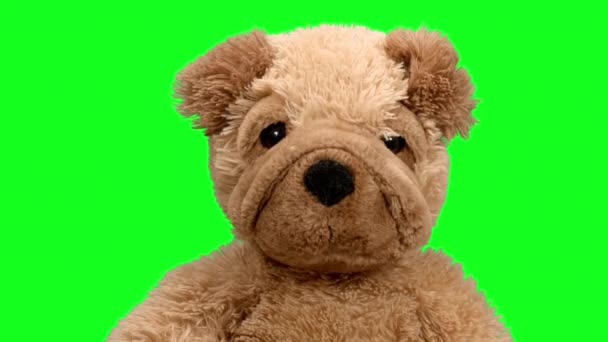 Teddy beer beweegt tegen groen scherm — Stockvideo