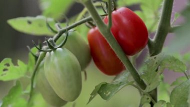 Sarmaşıkta yetişen domatesleri kapatın.