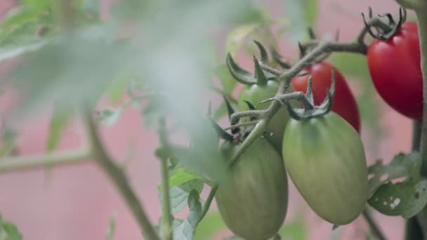 Perto de tomates que crescem na videira — Vídeo de Stock